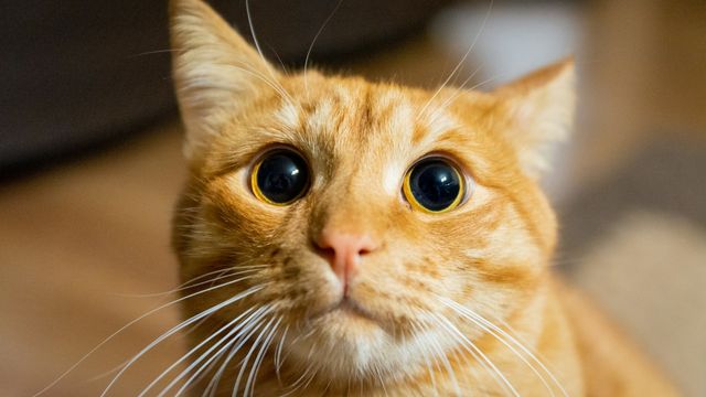 Victim cat 2